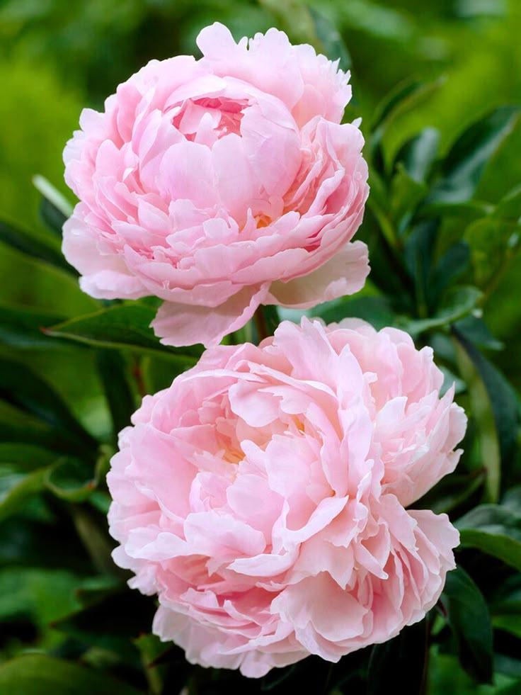 Celestial Night's Fragrant Mosaic